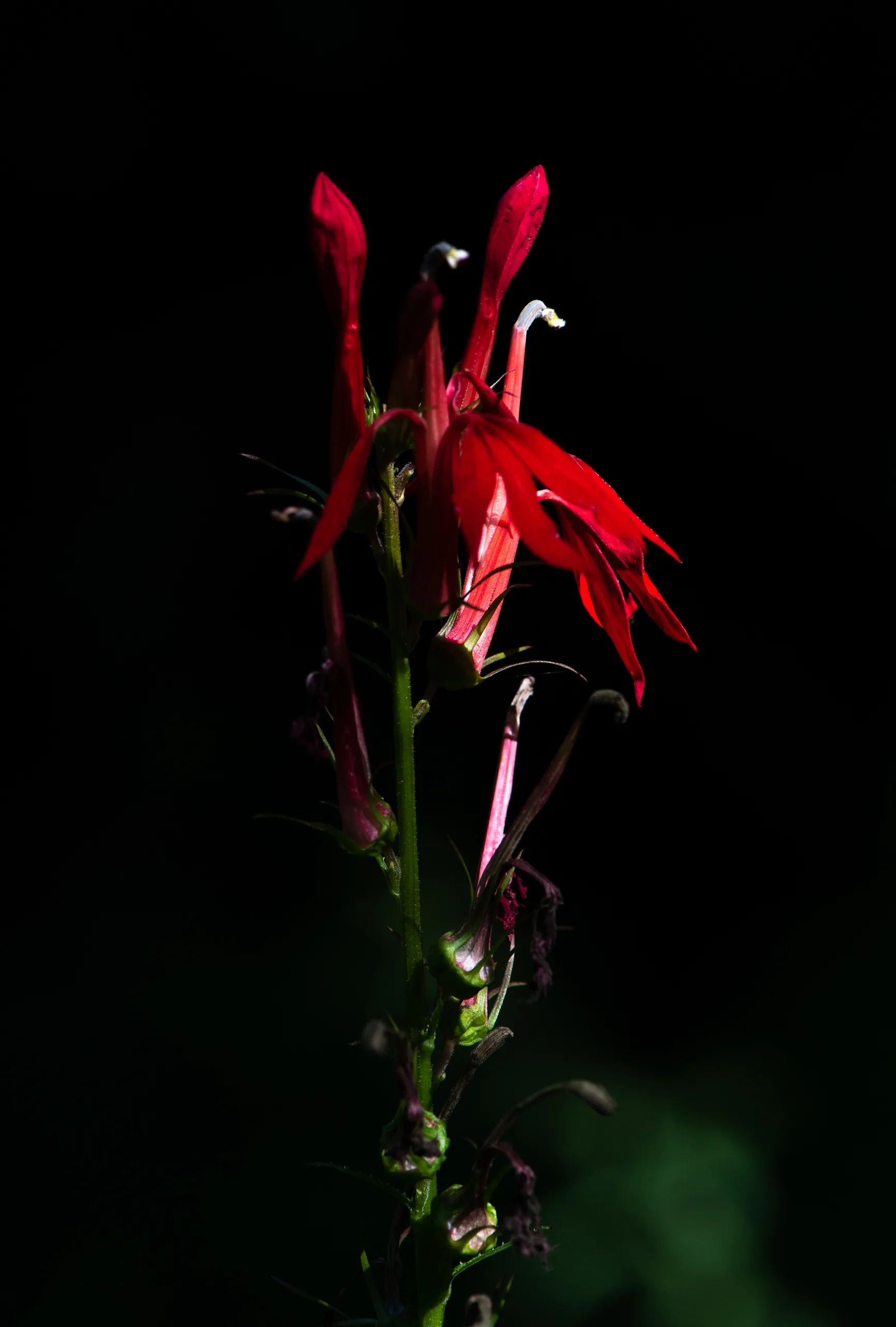 cardinal flower