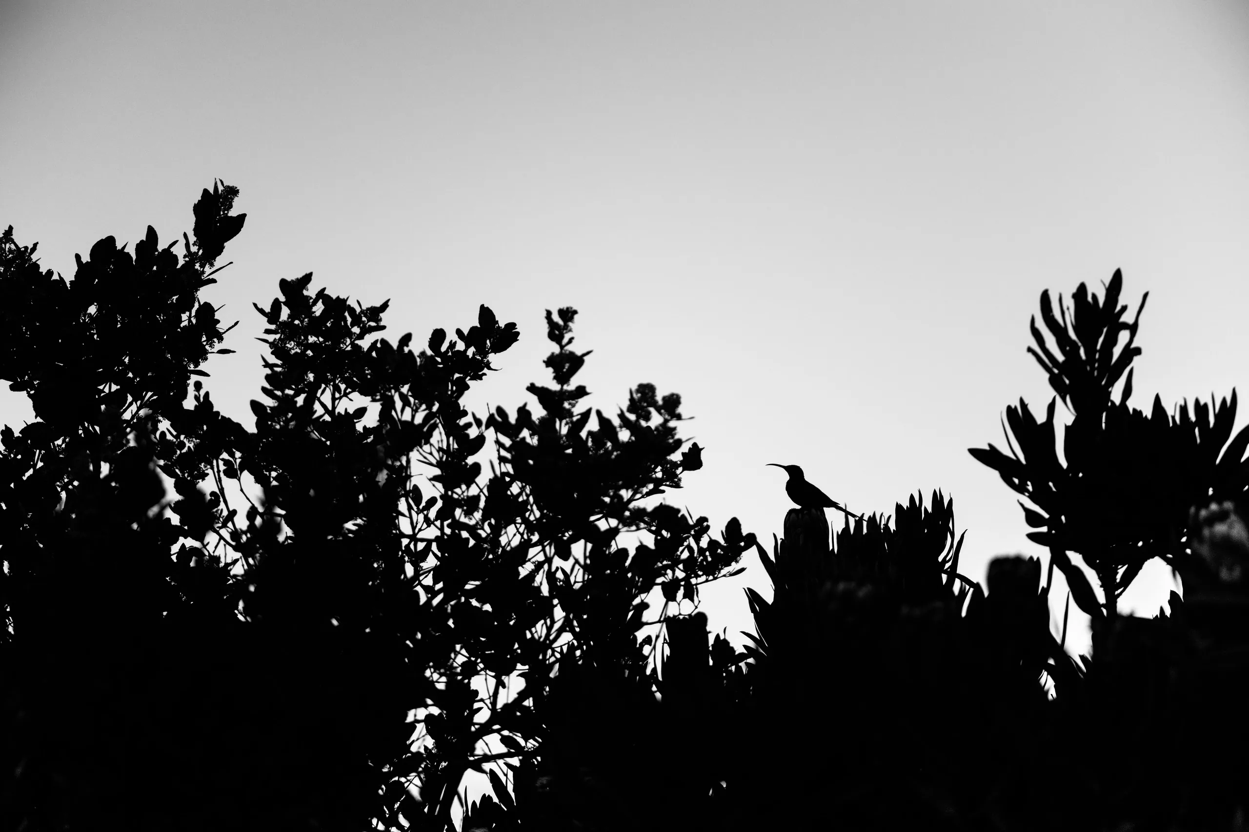sunbird scene in bnw
