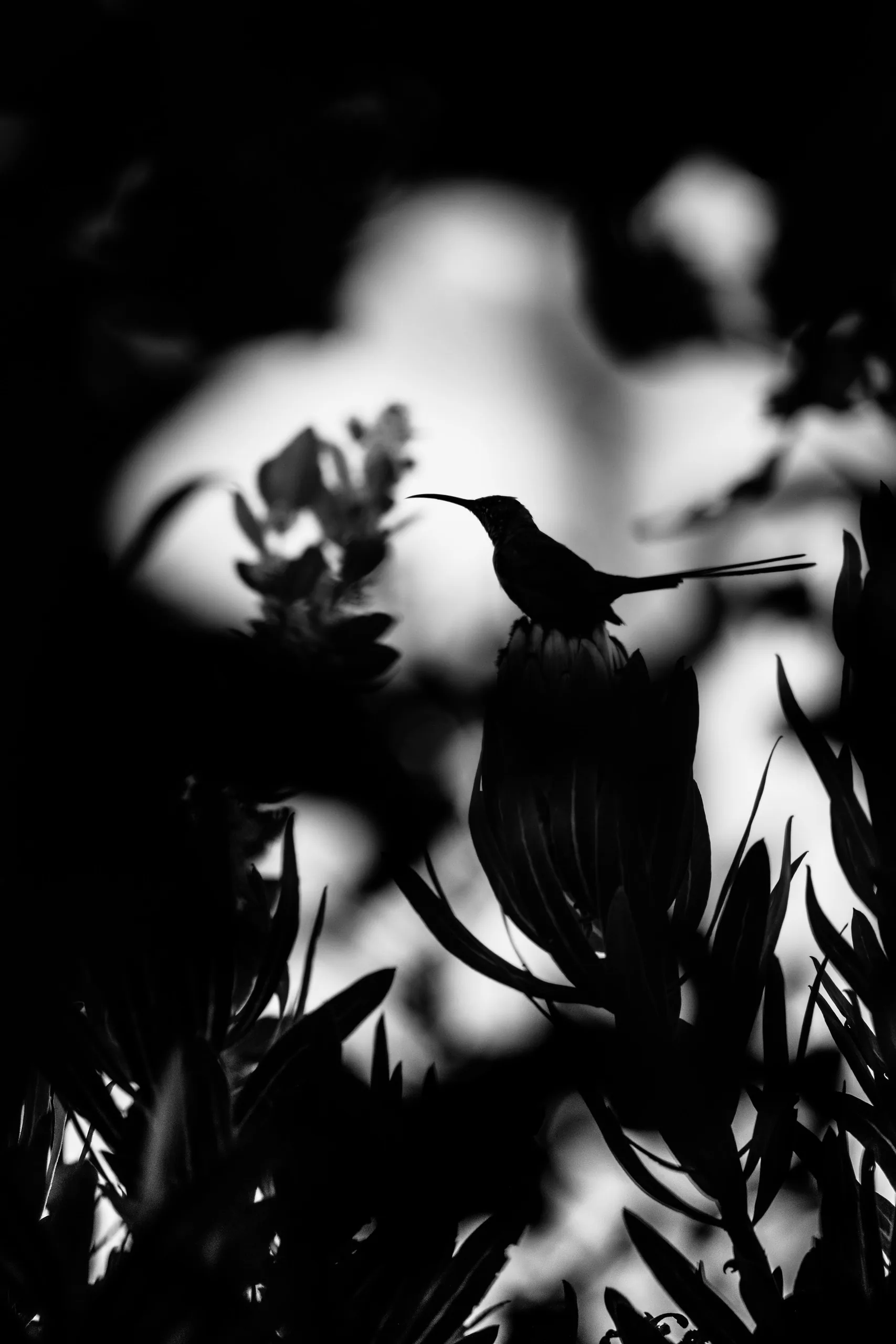 sunbird scene in bnw 2