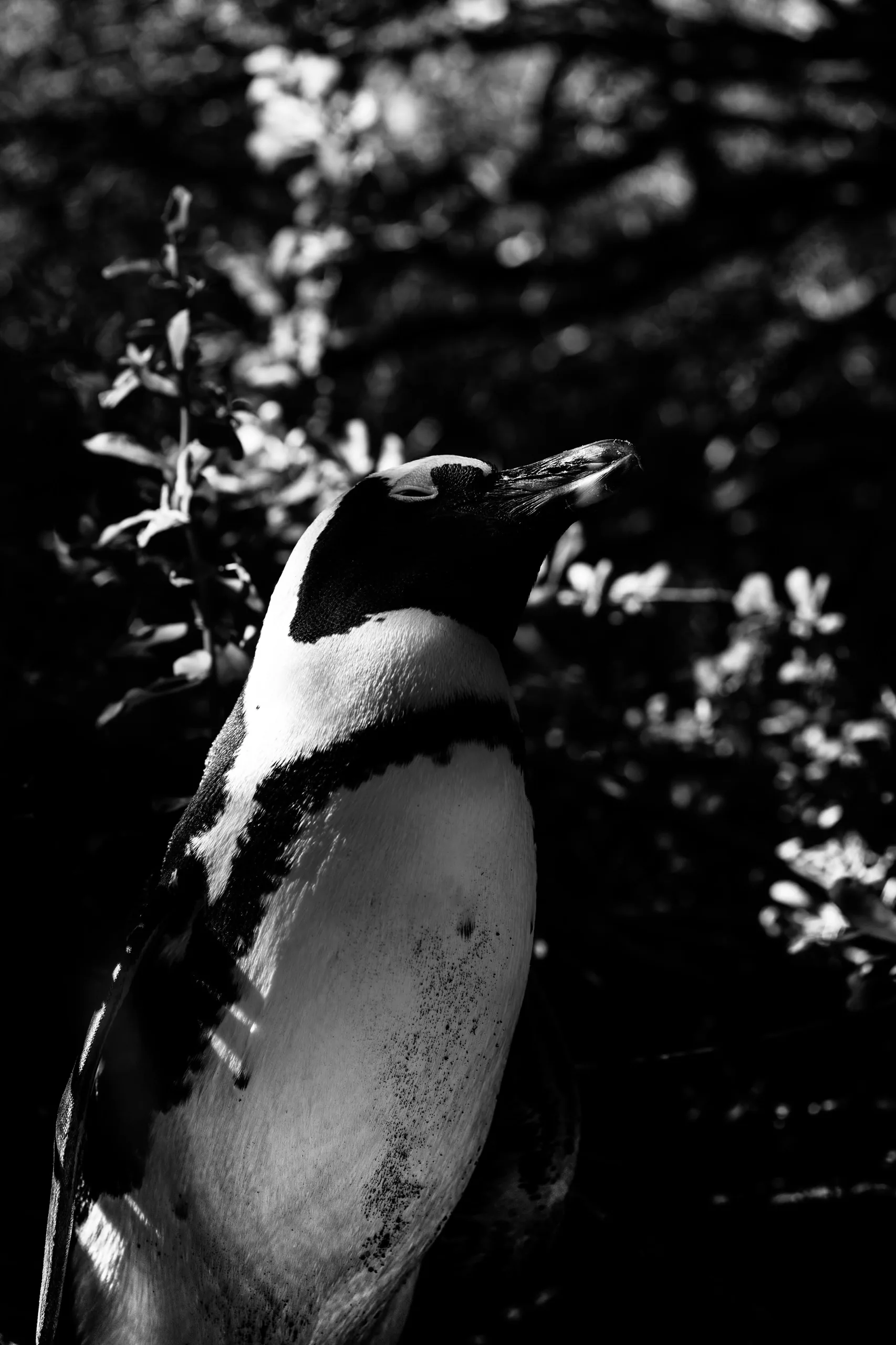 african penguin