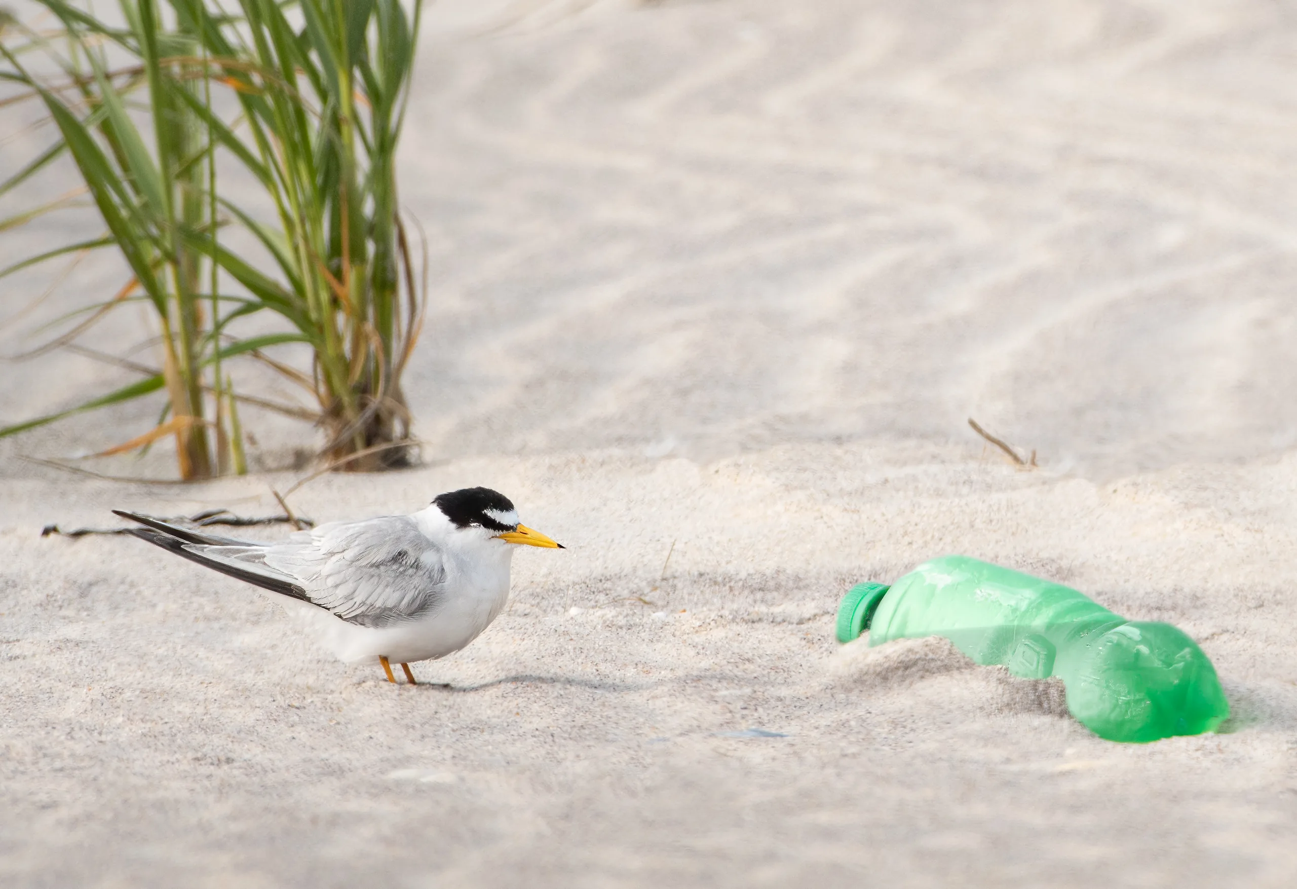 tern and bottle