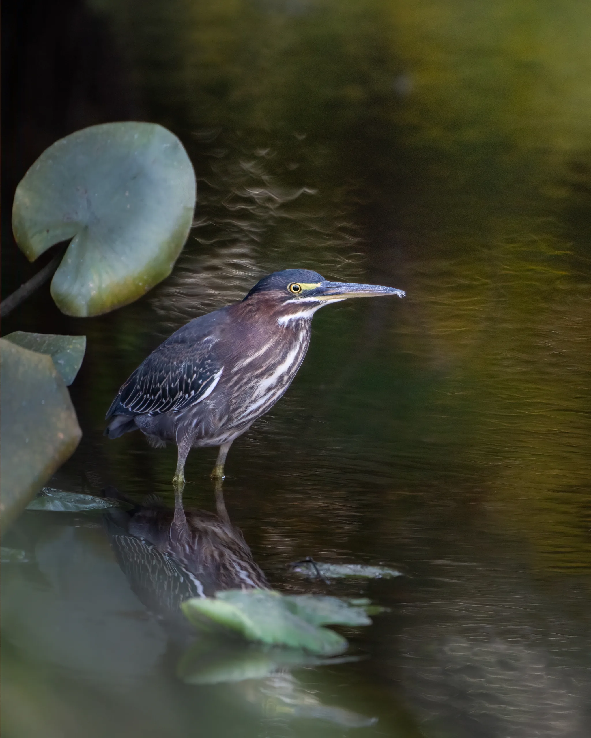 green heron