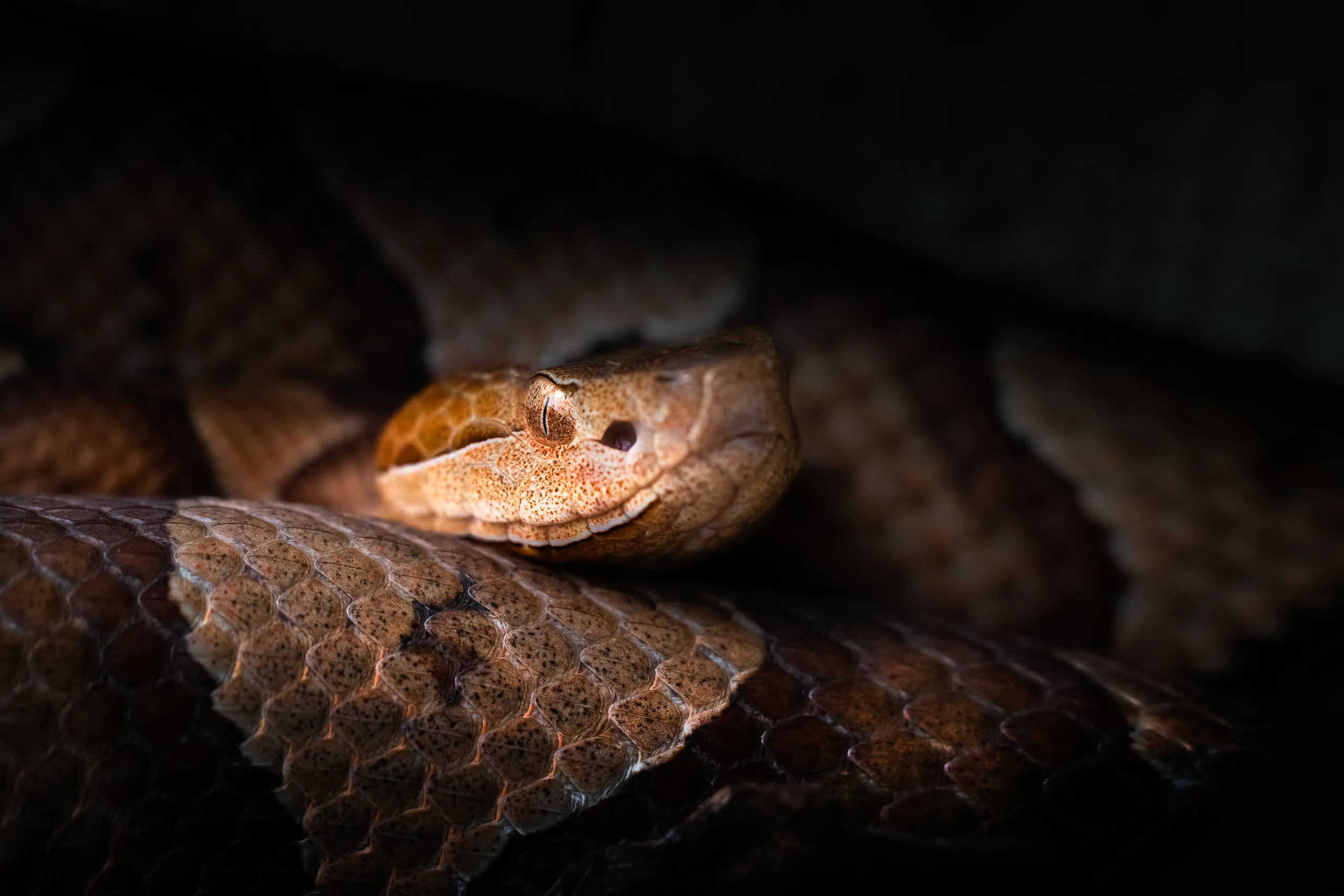 copperhead