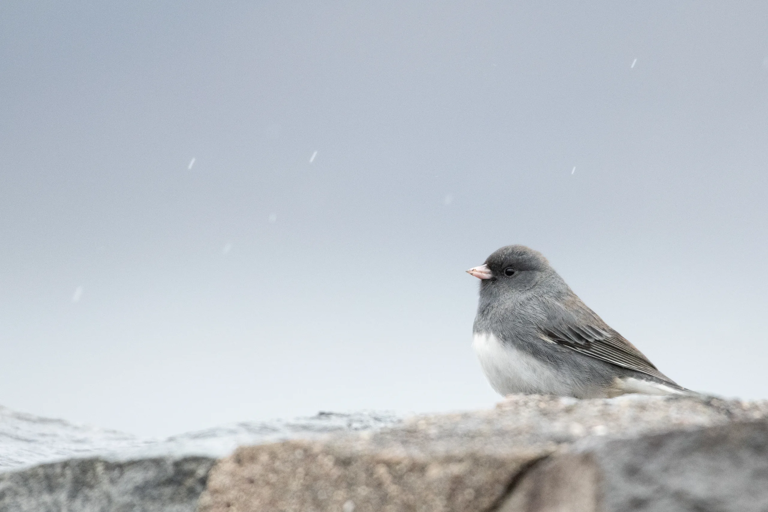 junco