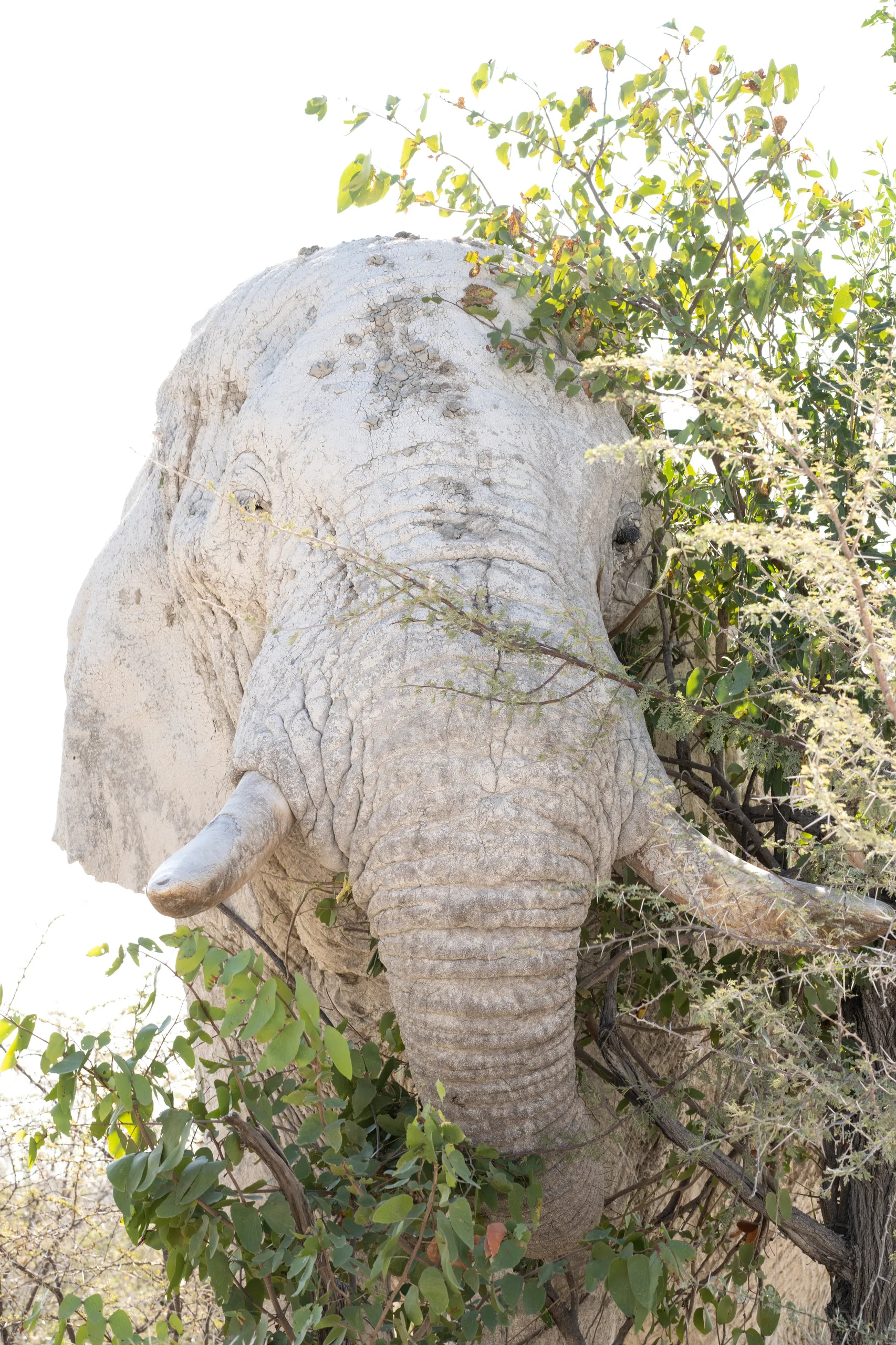 desert elephant 1