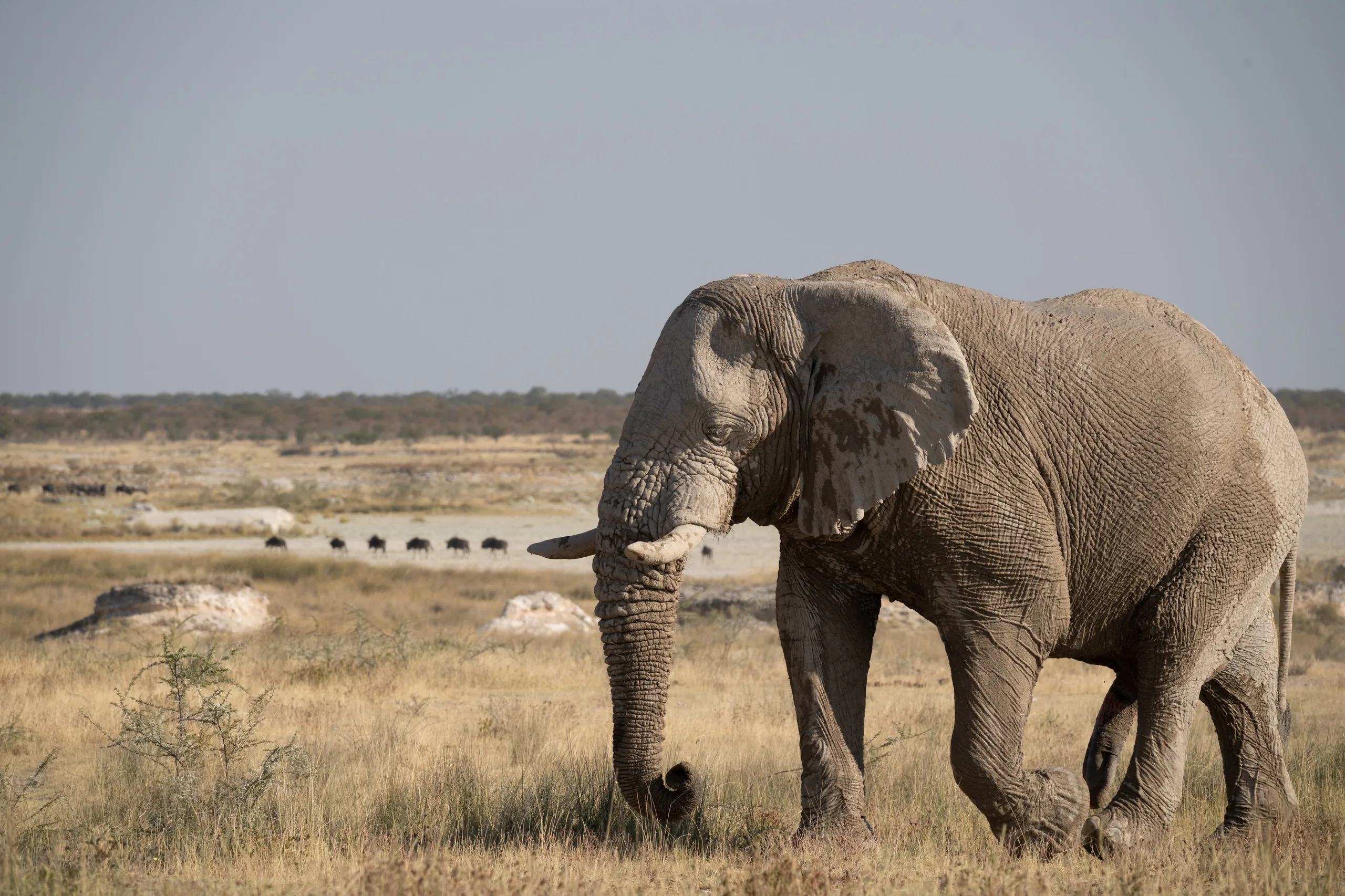 desert elephant 2