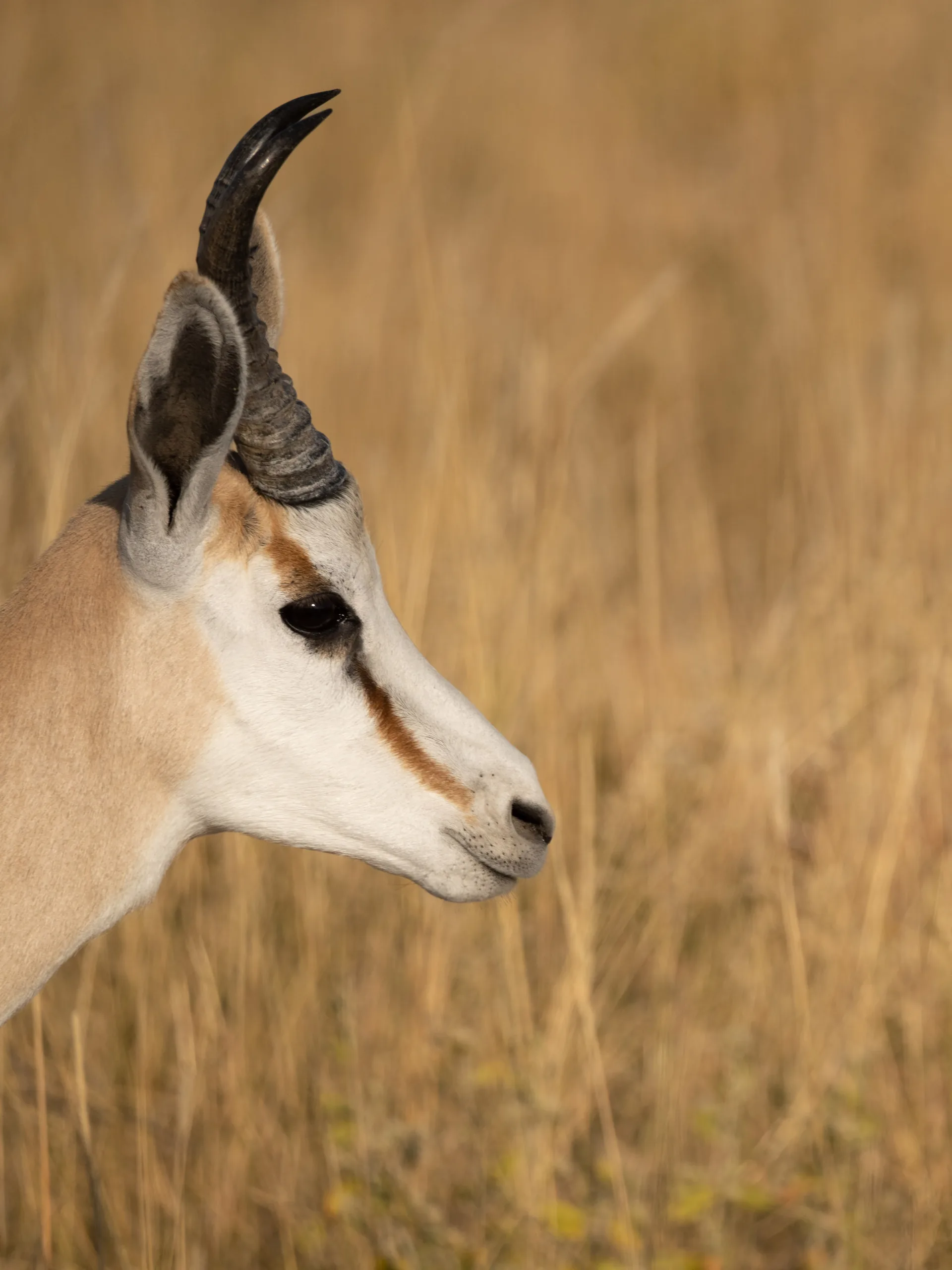 springbok in etosha