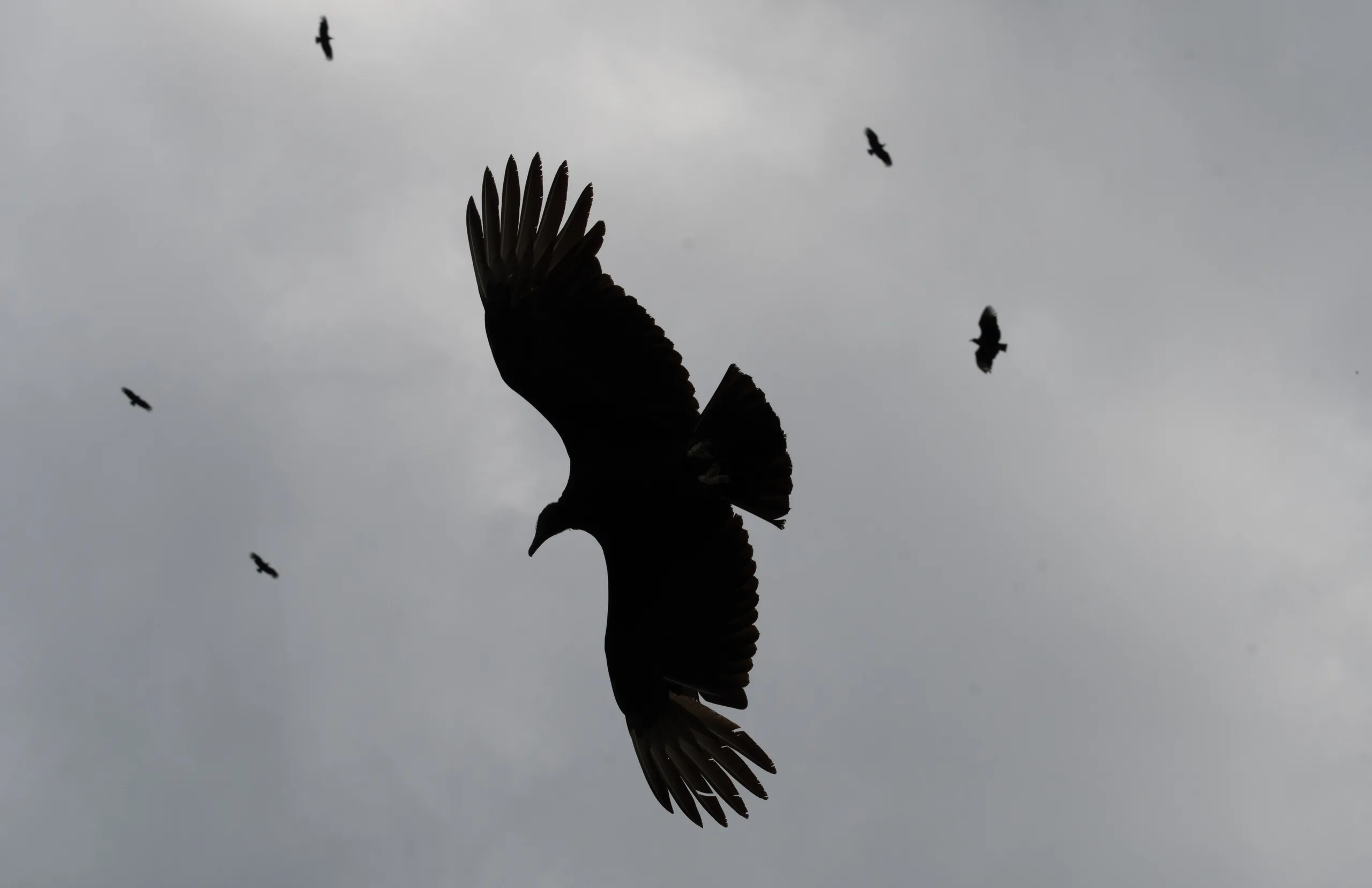 black vulture circling