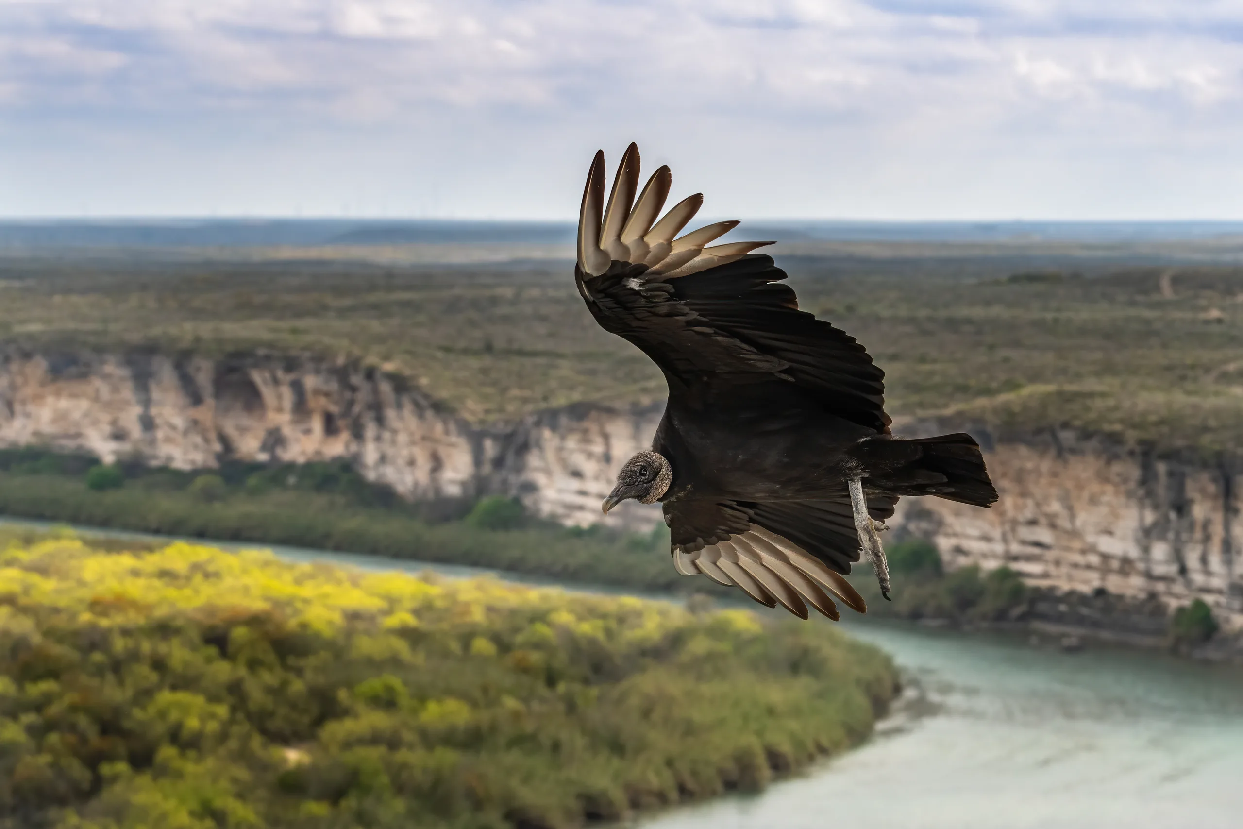 black vulture over rio grande