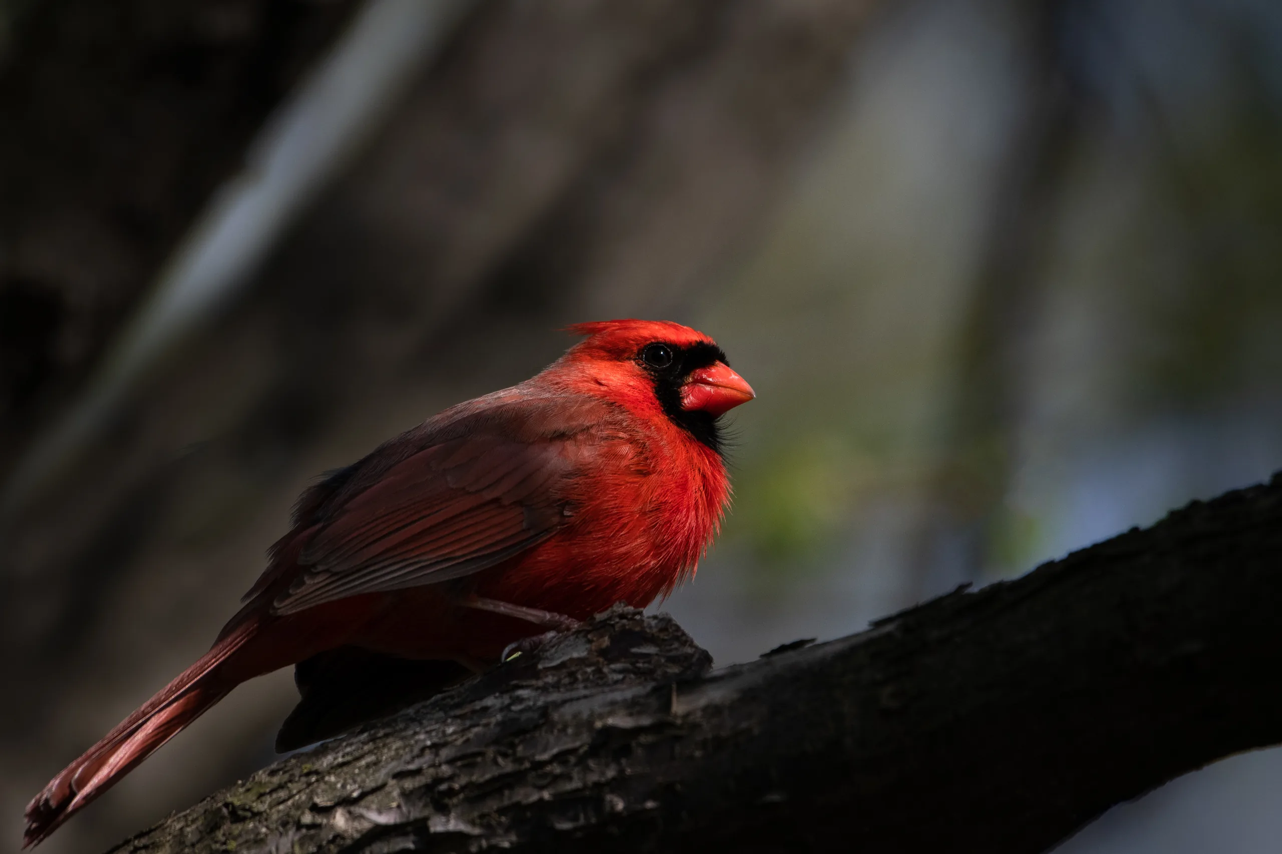 cardinal in dramatic lighting