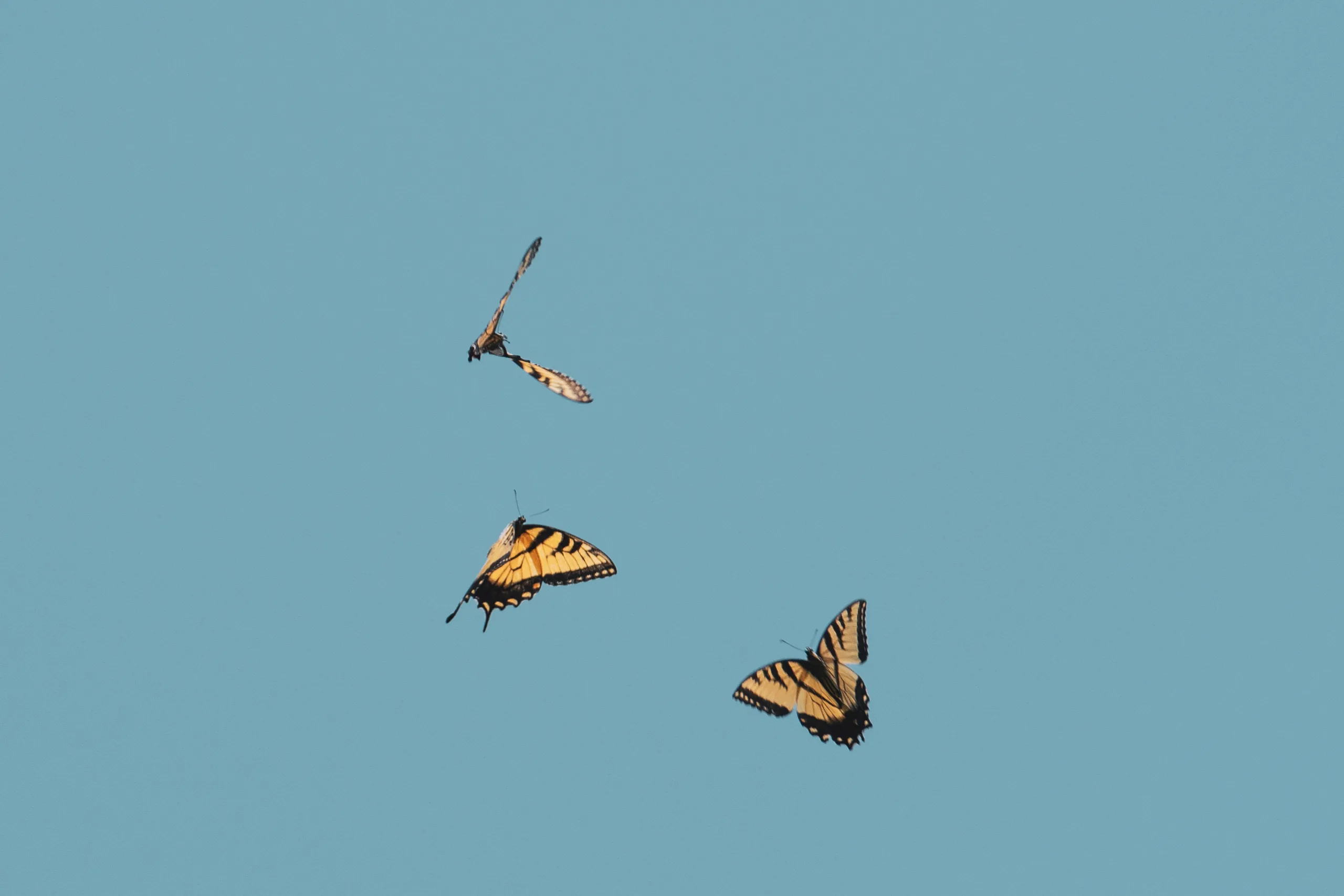 swallowtails circling
