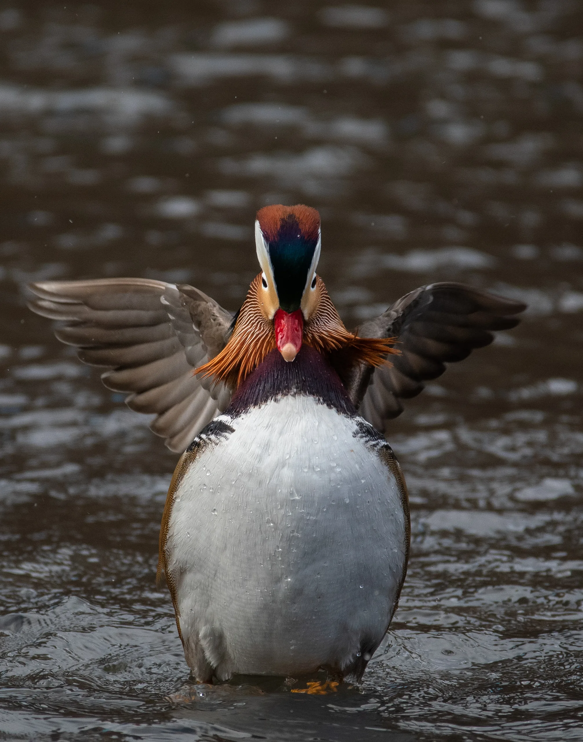 the hot duck of nyc