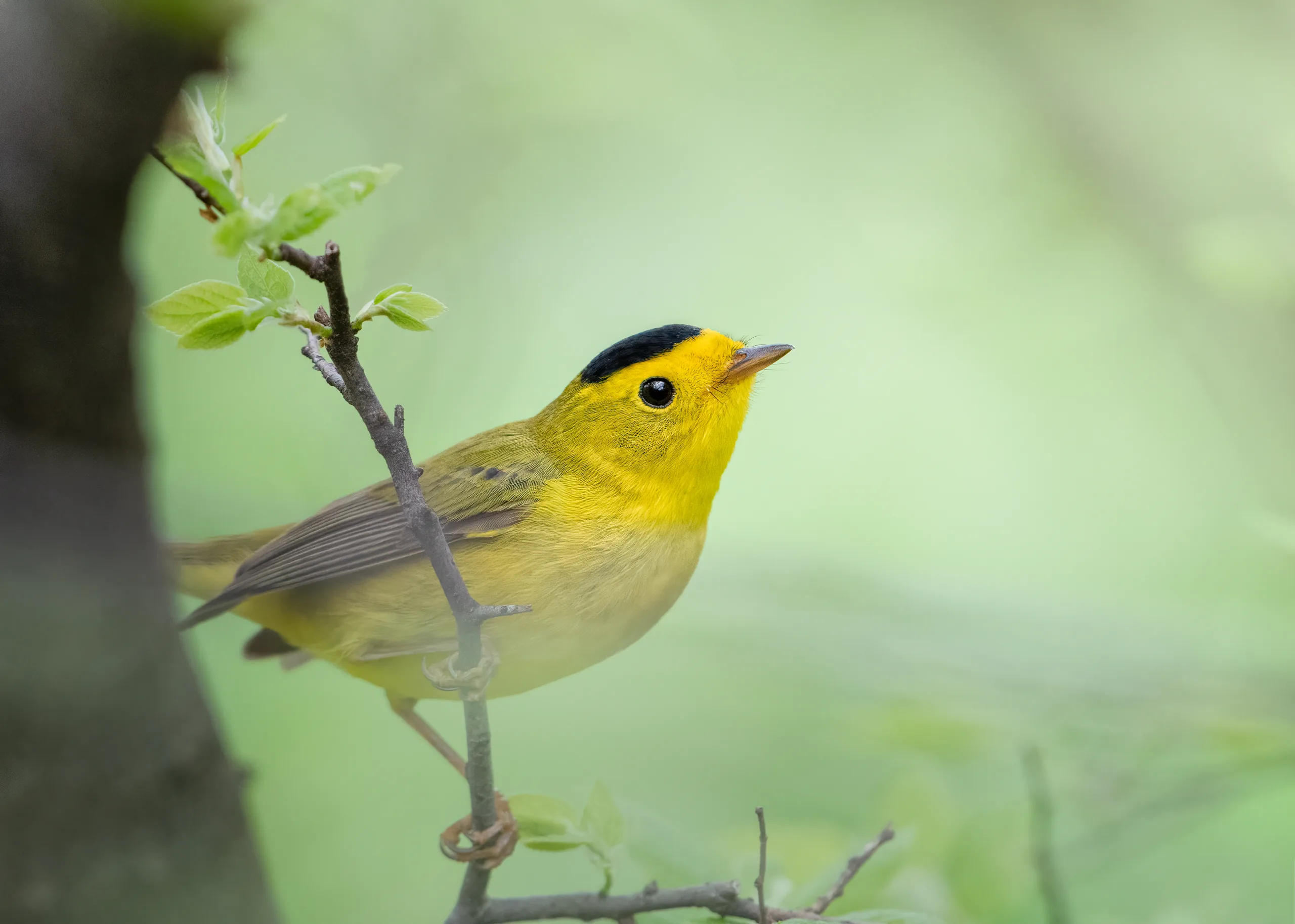 wilsons warbler 2